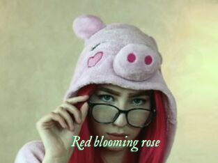 Red_blooming_rose